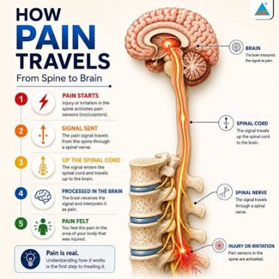How Pain Signals Travel from Spine to Brain